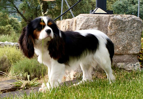 Cavalier.jpeg